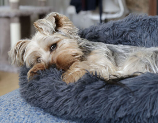 12 Common Health Problems for Small Breeds common health problems for small breeds