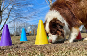 Dog Daycare for Anxious Dogs dog daycare for anxious dogs