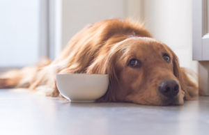 Dog Dementia Breeds: Are Some Dog Breeds Prone to Dementia? dog dementia breeds