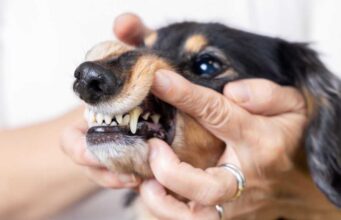 Dog Gums with Dark Spots (And When To Be Worried) dog gums with dark spots
