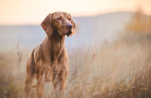 11 Popular Hound Dog Breeds hound dog breeds