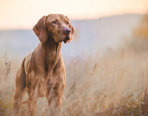 11 Popular Hound Dog Breeds hound dog breeds
