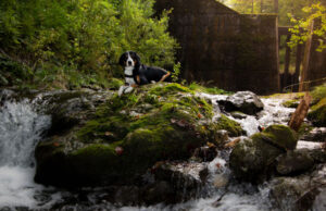 Kentucky Pet Stores, Dog Parks, Grooming, And More kentucky pet stores,, dog rescues, dog parks, dog supplies