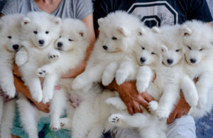 Pros and Cons of Inbreeding Dogs pros and cons of inbreeding dogs