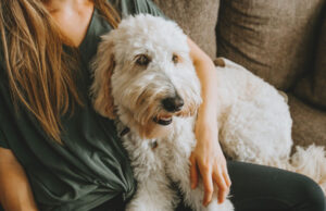 The Ultimate Dog Sitter List Ultimate Dog Sitter List featured image