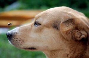 What To Do If Your Dog Is Stung by A Bee? What To Do If Your Dog Is Stung By A Bee