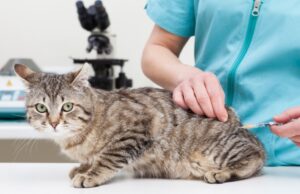 What Vaccines Does My Cat Need? What Vaccines Does My Cat Need?