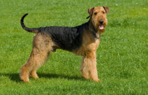Airedale Terrier Dog Breed Profile Airedale Terrier