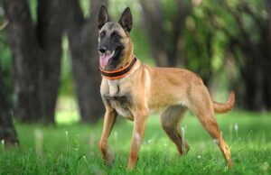 Belgian Malinois Dog Breed Profile Belgian Malinois Dog Breed Profile Featured Image