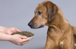 Dog Dementia Diet: Nutrition For Dogs with Dementia Dog Dementia Diet Featured Image