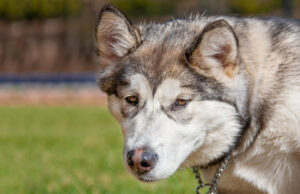 Dog Dementia: Euthanasia, Causes, and Symptoms Dog Dementia Euthanasia Causes and Symptoms