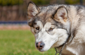 Dog Dementia: Euthanasia, Causes, and Symptoms Dog Dementia Euthanasia Causes and Symptoms