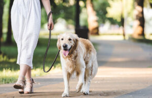 Dog Walking vs. Pet Sitting: What’s The Difference? Dog Walking vs Pet Sitting Featured Image