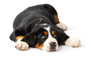 Dog Whining for Attention: Why and How to Stop It Dog-whining-for-attention-featured-image