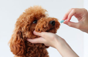 Dramamine for Dogs: Is It Safe? Dramamine for Dogs Featured Image