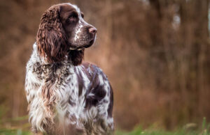 English Springer Spaniel Dog Breed Profile English Springer Spaniel Featured Image