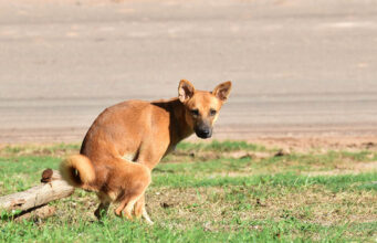 Foamy Dog Poop: Should You Be Worried? Foamy Dog Poop Featured Image