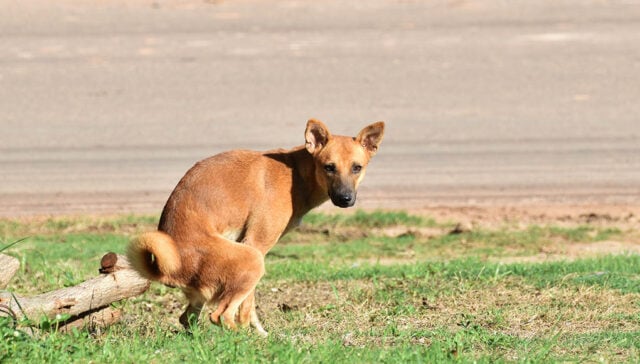 Foamy Dog Poop: Should You Be Worried? – Top Dog Tips