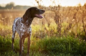 Kansas Pet Stores, Dog Parks, Grooming, And More Kansas Pet Stores Featured Image