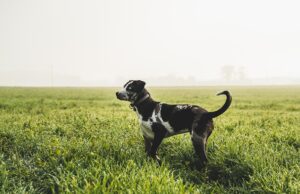 Louisiana Pet Stores, Dog Parks, Grooming, And More Louisiana Pet Stores Featured Image