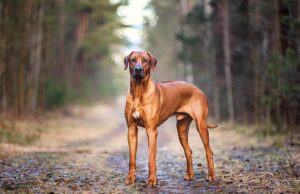 Rhodesian Ridgeback Dog Breed Profile Rhodesian Ridgeback Featured Image