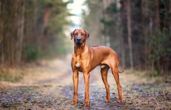 Rhodesian Ridgeback Dog Breed Profile Rhodesian Ridgeback Featured Image