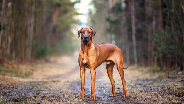 Rhodesian Ridgeback Dog Breed Profile – Top Dog Tips