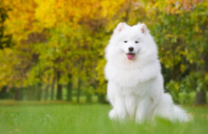 Samoyed Dog Breed Profile Samoyed dog breed profile featured