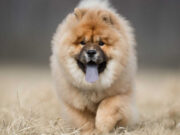 Utility Dog Breeds: Meet These 10 Useful & Adorable Dogs! Utility Dog Breeds