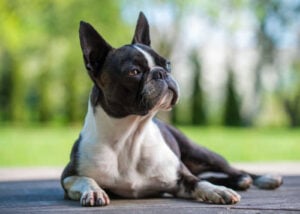 Boston Terrier has a stocky body and a flat face and can't tolerate heat well.