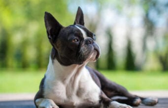 Boston Terrier Dog Breed Profile Boston Terrier Dog Breed Profile