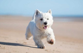 West Highland White Terrier Dog Breed Profile West Highland White Terrier Dog Breed Profile