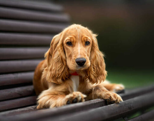 English Cocker Spaniel Dog Breed Profile English Cocker Spaniel Dog Breed Profile