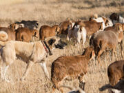 10 Best Pastoral Dog Breeds Pastoral Dog Breeds