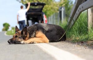 8 Things You Should NEVER Do With Your Dog Things You Should NEVER Do With Your Dog