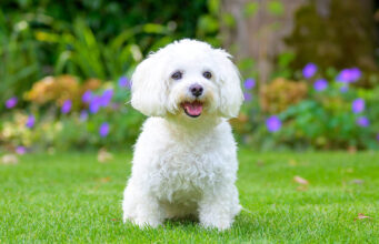 10 Toy Dog Breeds That Will Steal Your Heart Toy Dog Breeds Featured Image