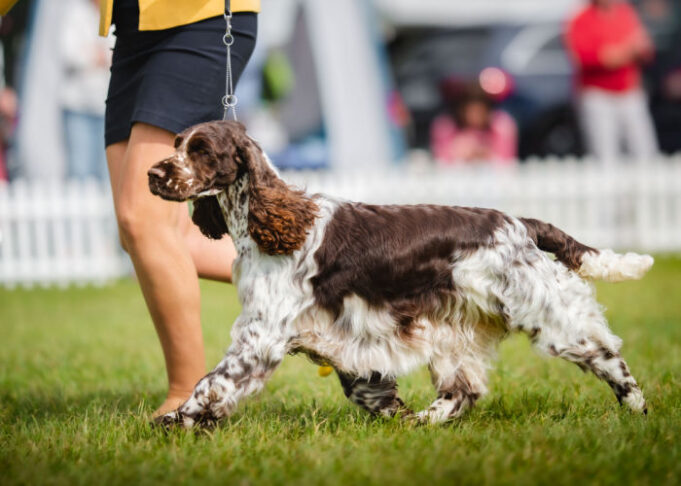 english-springer-spaniel-dog-breed-profile-top-dog-tips