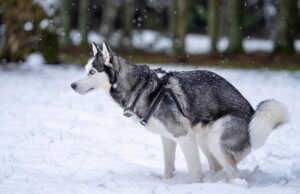 White Dog Poop: What Does It Mean? White Dog Poop Featured Image