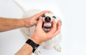 Dehydrated Dog Gums: How to Spot it and Treat it dehydrated-dog-gums-featured-image (1)