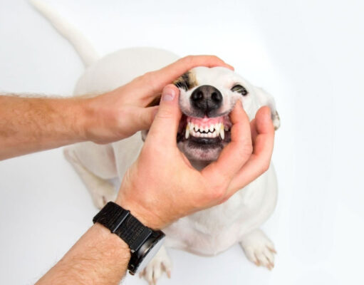 Dehydrated Dog Gums: How to Spot it and Treat it dehydrated-dog-gums-featured-image (1)