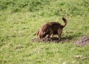 digging-terrier-dog-breed