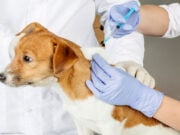 Does Pet Insurance Cover Vaccines? Things You Need to Know does pet insurance cover vaccinations