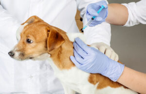 Does Pet Insurance Cover Vaccines? Things You Need to Know does pet insurance cover vaccinations