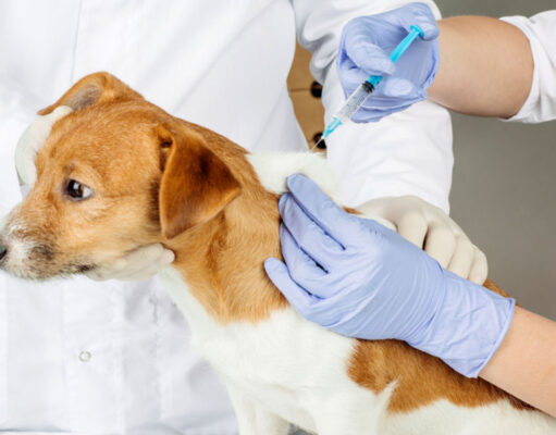 Does Pet Insurance Cover Vaccines? Things You Need to Know does pet insurance cover vaccinations