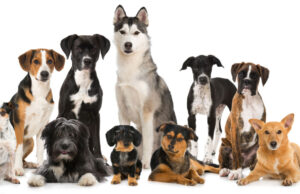 7 Dog Breed Groups: Your Ultimate Guide dog-breed-groups-featured-image
