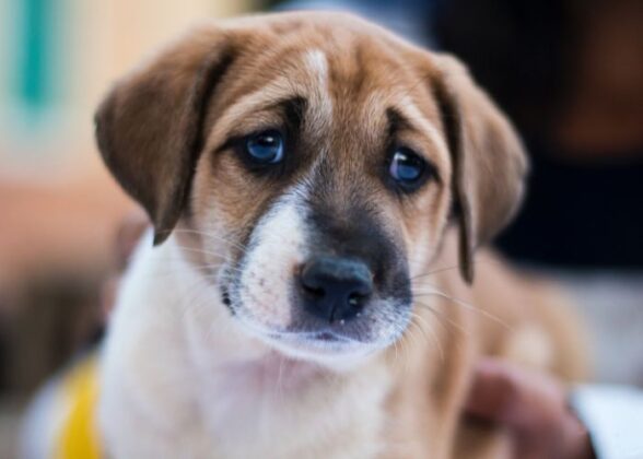 Photo inspiration: Dementia In Dogs At Night Explained Photo Inspiration