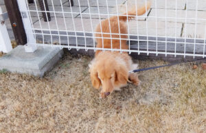 How To Stop A Dog From Escaping & Why it Happens dog escaping