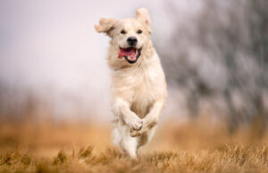 Dog Zoomies Explained: 6 Reasons Why Your Dog is Hyper dog zoomies explained - featured image