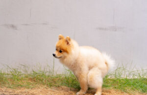 Green Dog Poop: What You Need to Know green dog poop