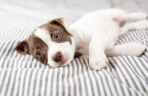 How Do You Pick a Calm Puppy how do you pick a calm puppy